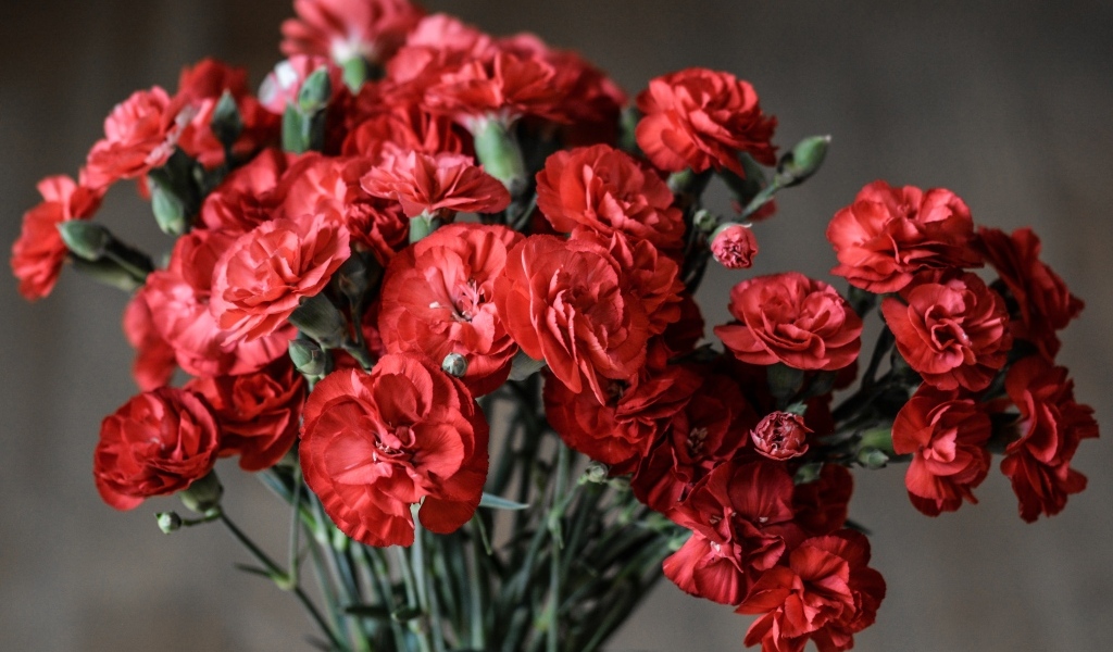 Букет красных гвоздик вблизи