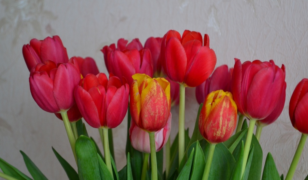 Букет красных тюльпанов на фоне стены
