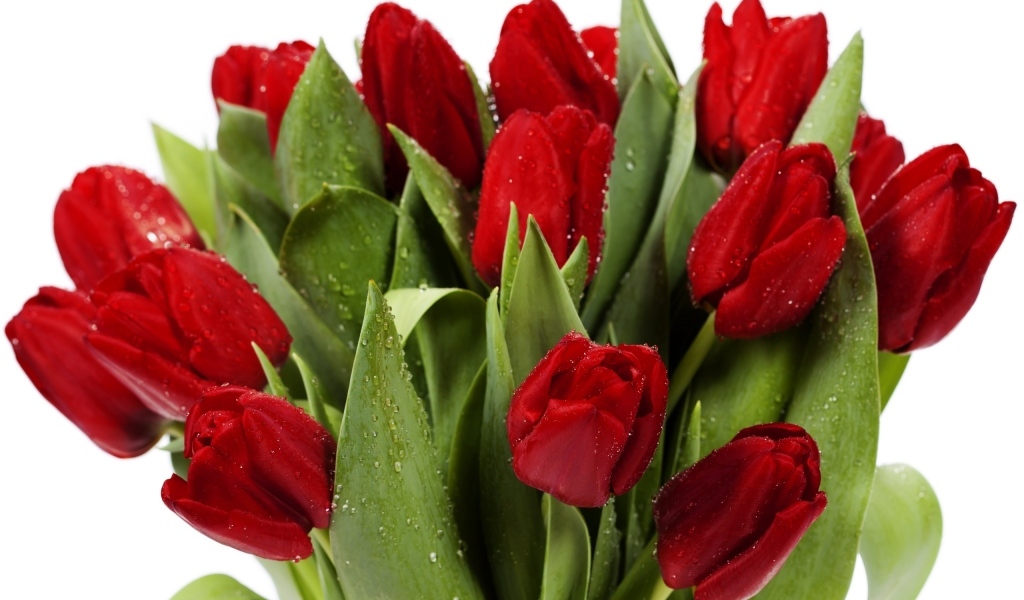 Букет красных тюльпанов в каплях росы