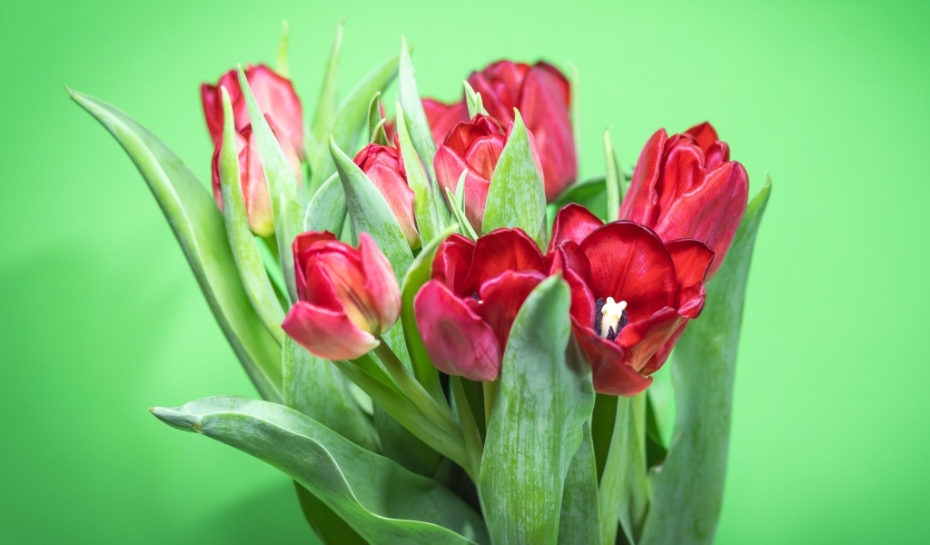 Букет красных тюльпанов на зеленом фоне