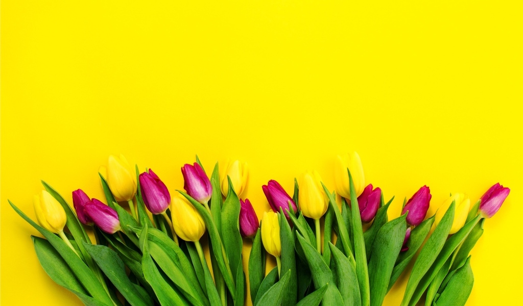 Букет тюльпанов на ярком желтом фоне