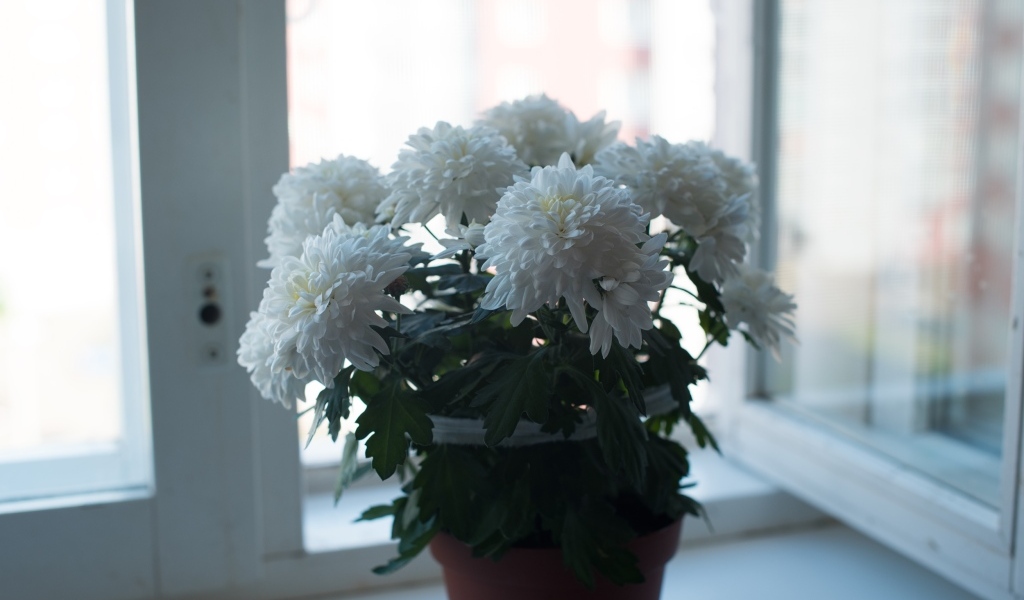 Букет белых хризантем на окне
