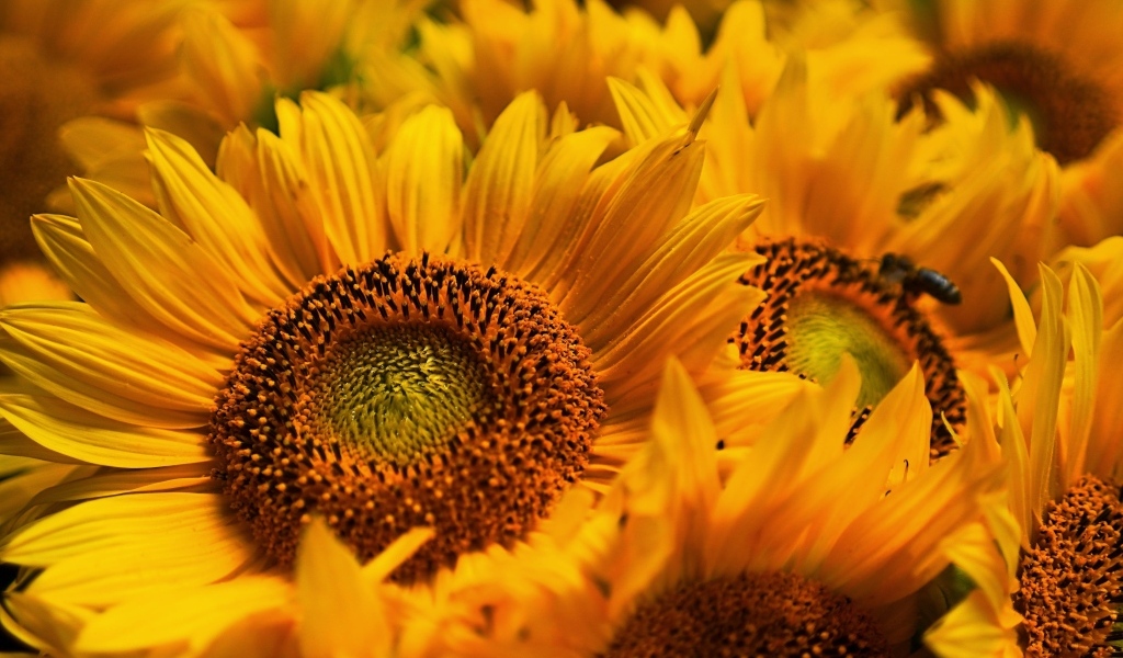 Букет из желтых цветов подсолнуха