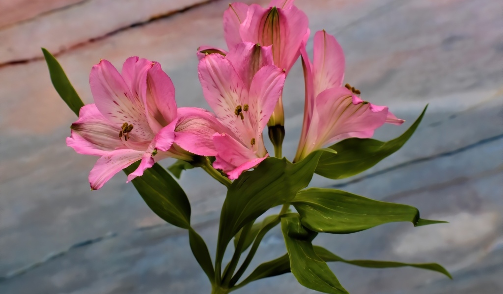 Ветка розовых цветов альстромерия