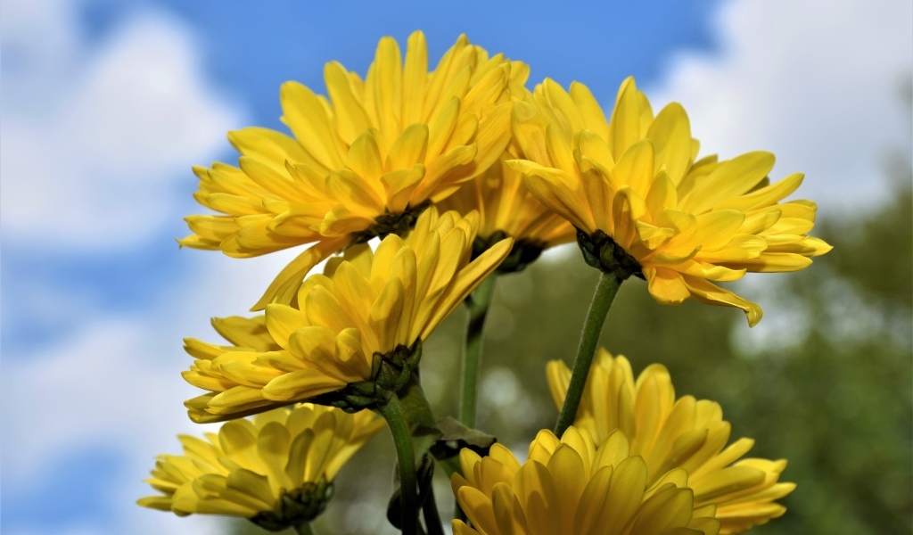 Ветка с желтыми цветами хризантемы