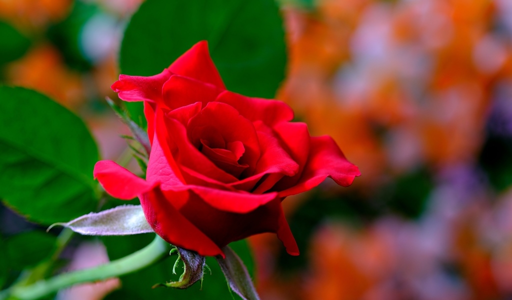 Яркая ароматная алая роза крупным планом