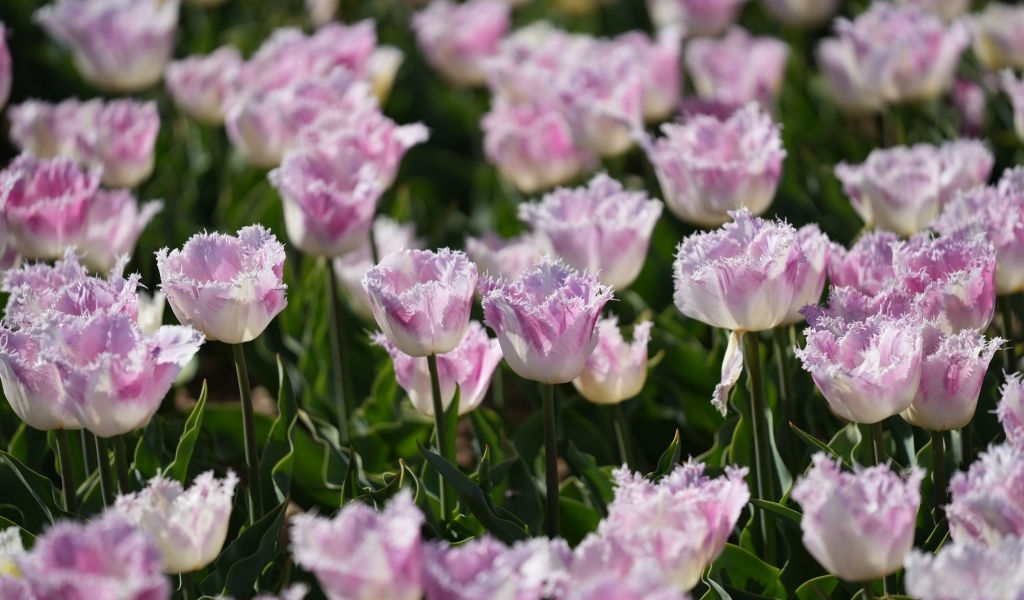 Яркие розовые тюльпаны на поле весной