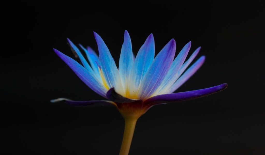 Яркий фиолетовый цветок лотоса на черном фоне