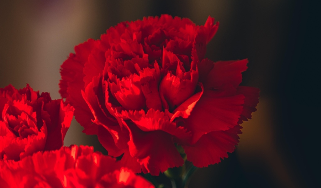 Яркие красные гвоздики крупным планом