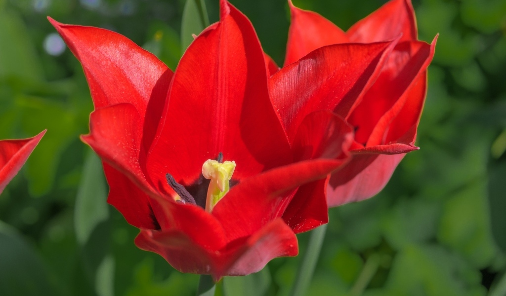 Яркие красные тюльпаны на клумбе