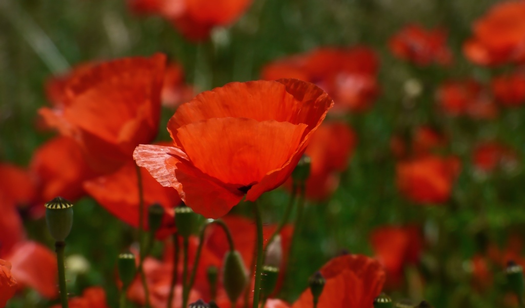 Яркий алый полевой мак в лучах солнца