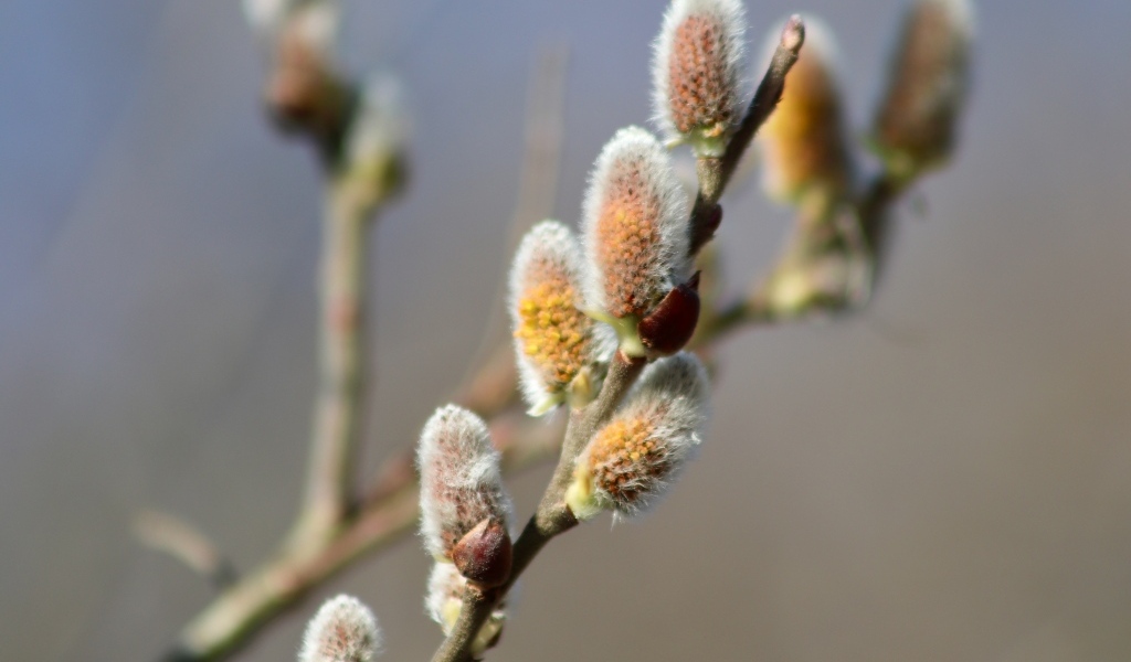 Бурая пушистая ветка вербы весной