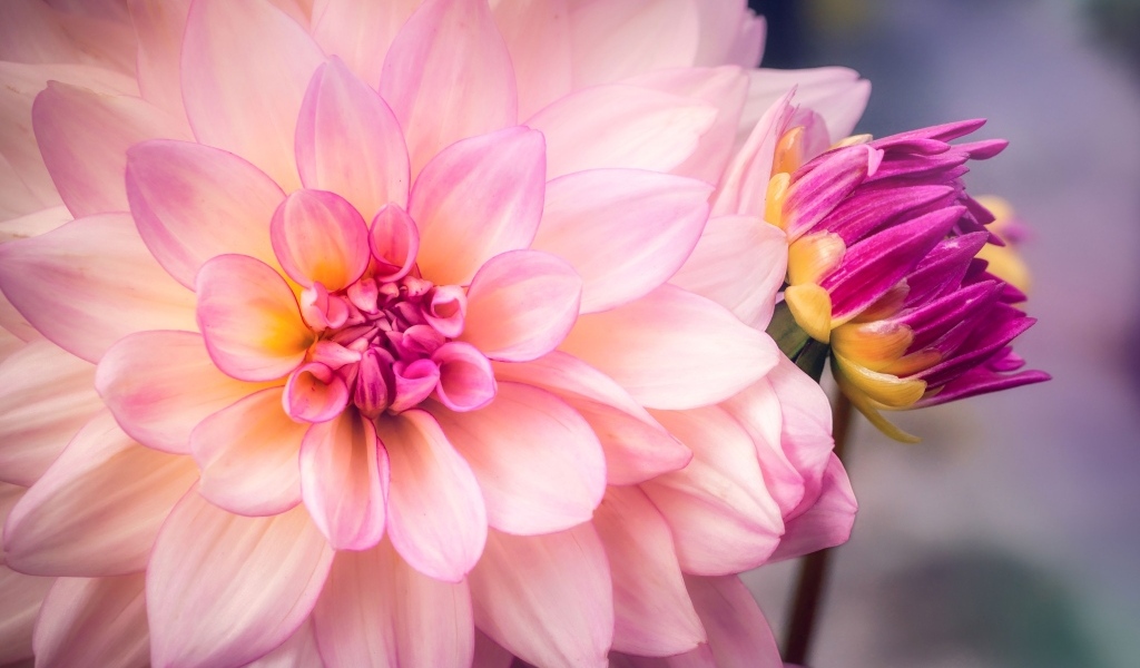 Бутон и распустившаяся георгина крупным планом