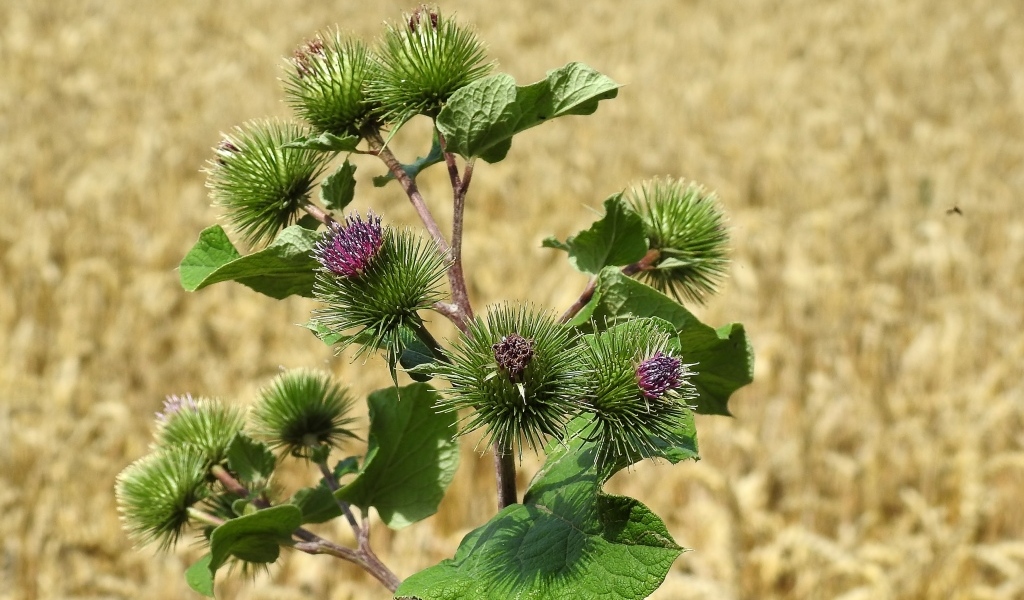 Цветы лопуха крупным планом