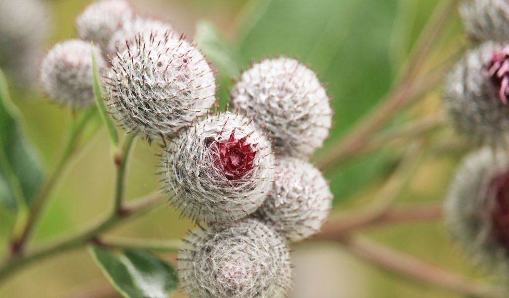 Цветы лопуха крупным планом