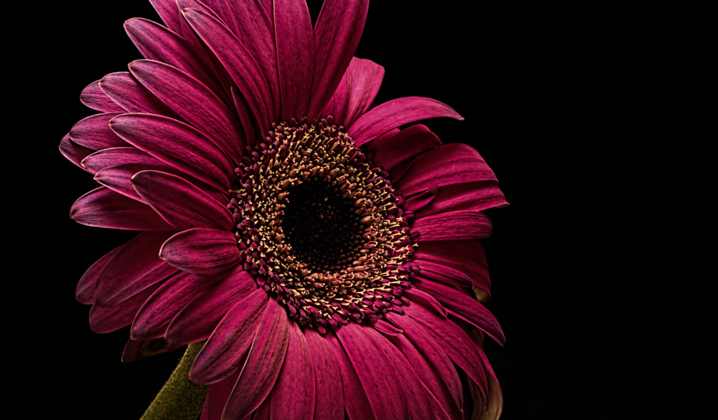 Бордовая гербера крупным планом на черном фоне