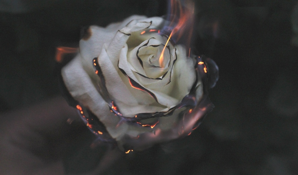 Опаленные лепестки белой розы