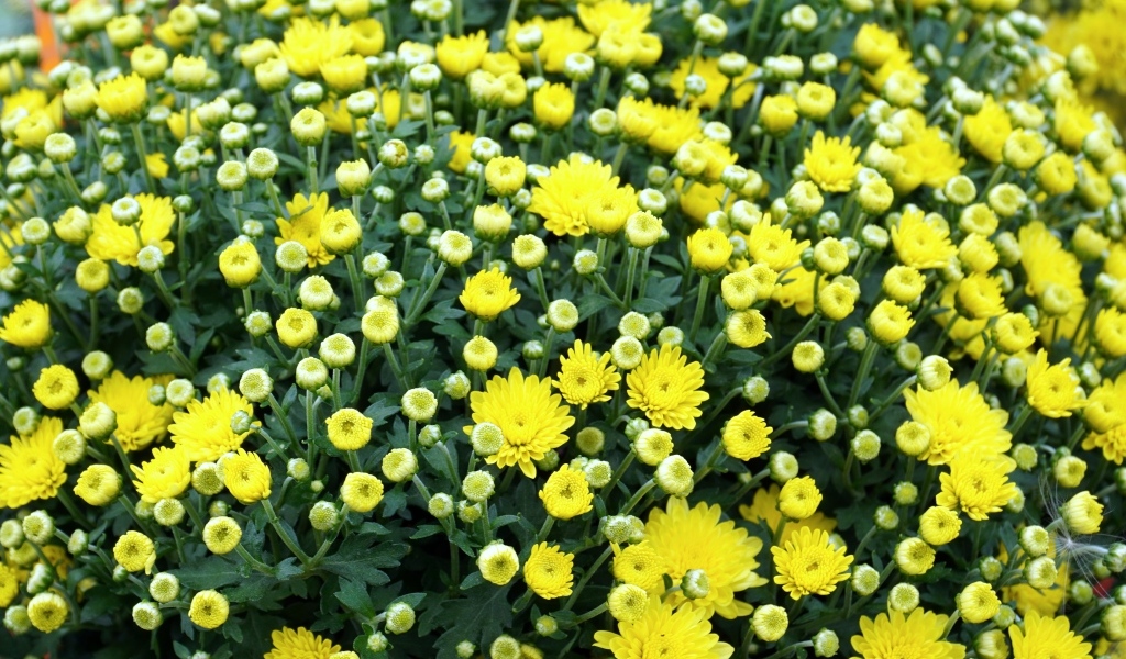 Куст распускающихся желтых цветов хризантемы