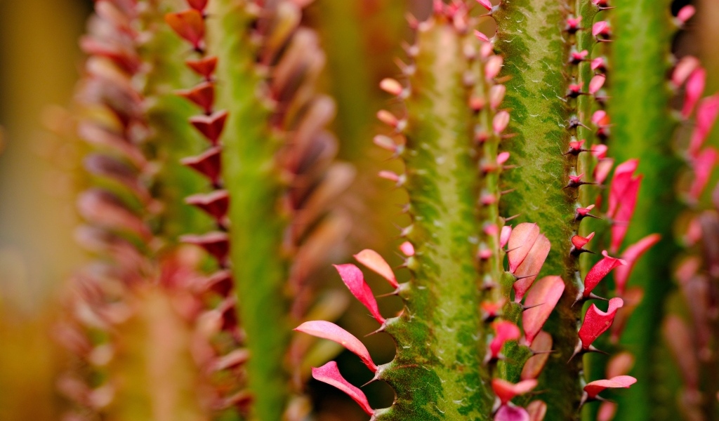 Кактус с красными лепестками крупным планом