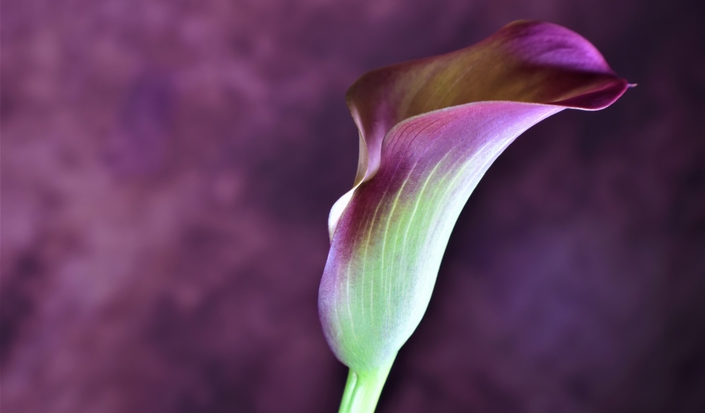 Цветок калла крупным планом