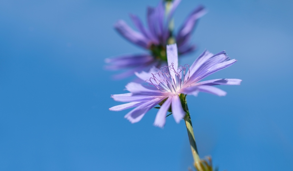 Цветы цикория на голубом фоне