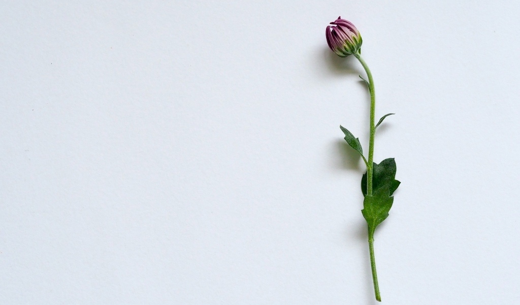 Цветок хризантемы на сером фоне