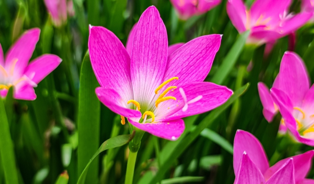 Розовые на клумбе крупным планом