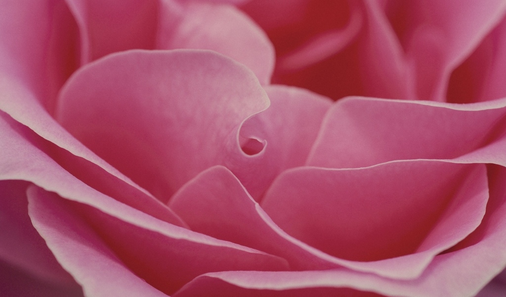 Лепестки розовой розы крупным планом