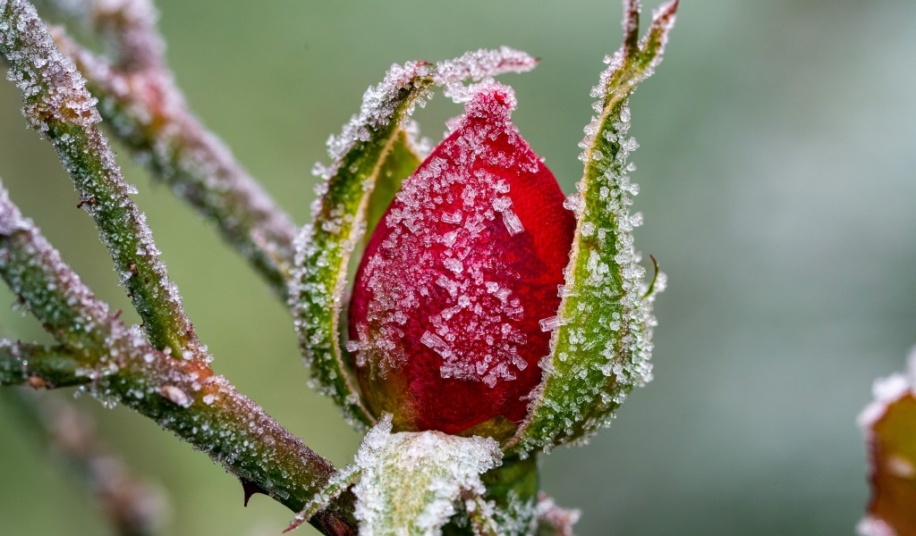Покрытая холодным инеем роза зимой