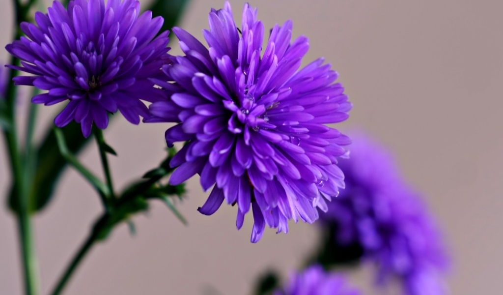 Цветы васильки крупным планом