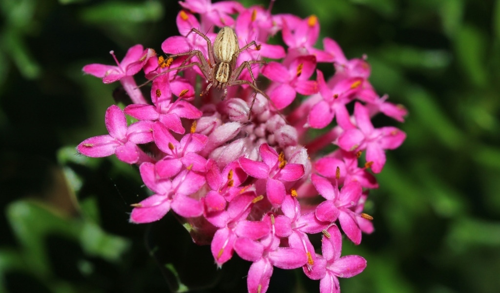 Крабовый паук сидит на розовом цветке