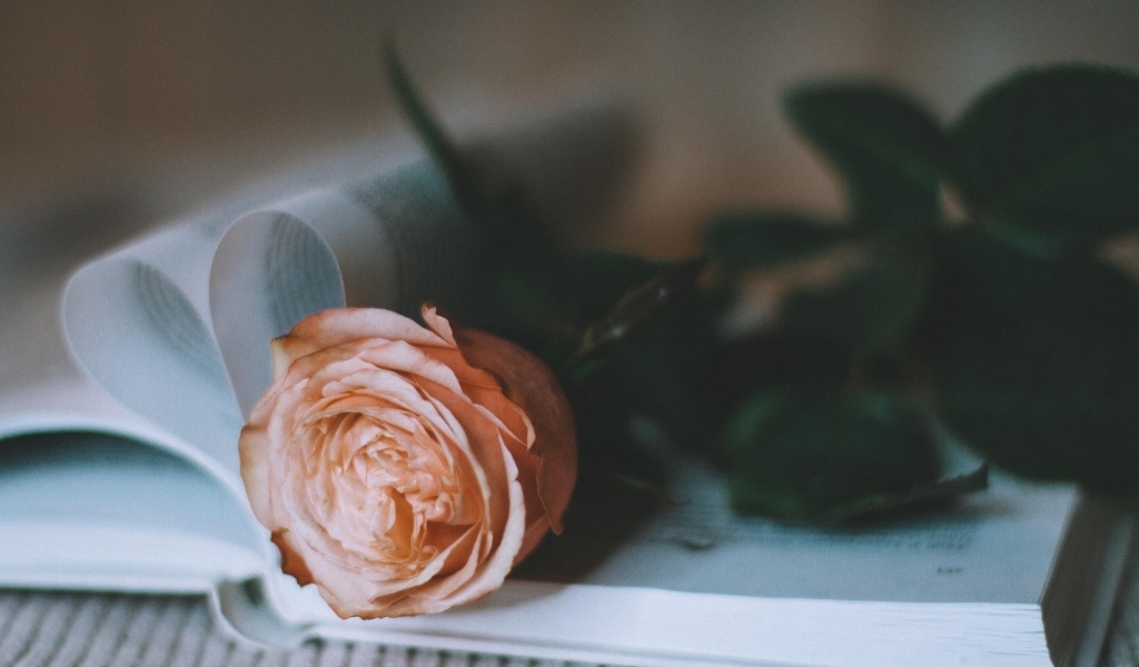 Кремовая роза лежит на книге