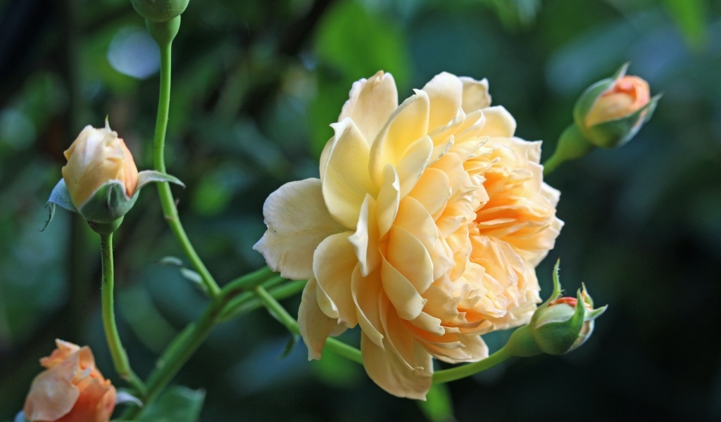 Кремовая роза с бутонами на зеленом фоне