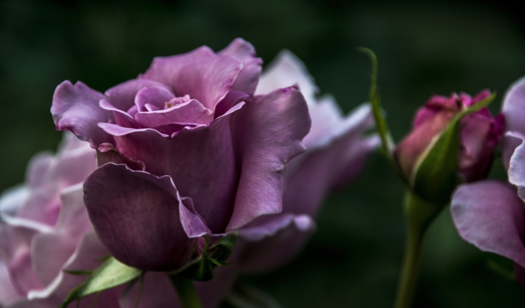 Кривые нежно розовые розы с бутонами