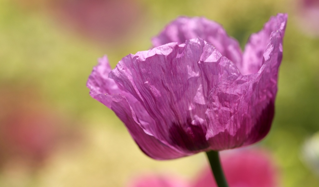 Милый сиреневый полевой мак