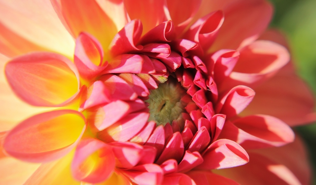 Цветок георгина крупным планом