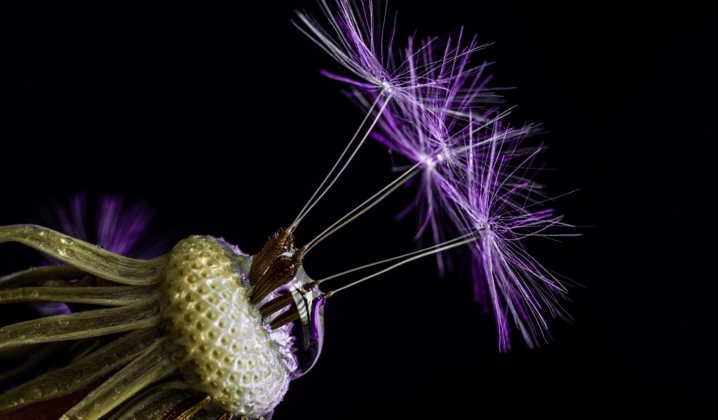 Цветок одуванчика на черном фоне крупным планом