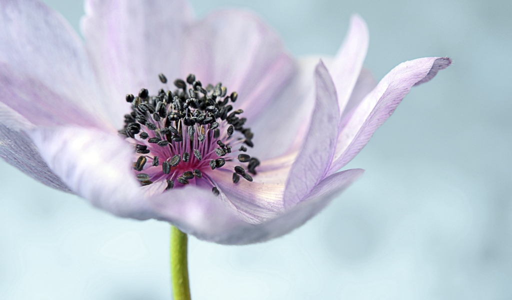 Нежный цветок анемон на сером фоне