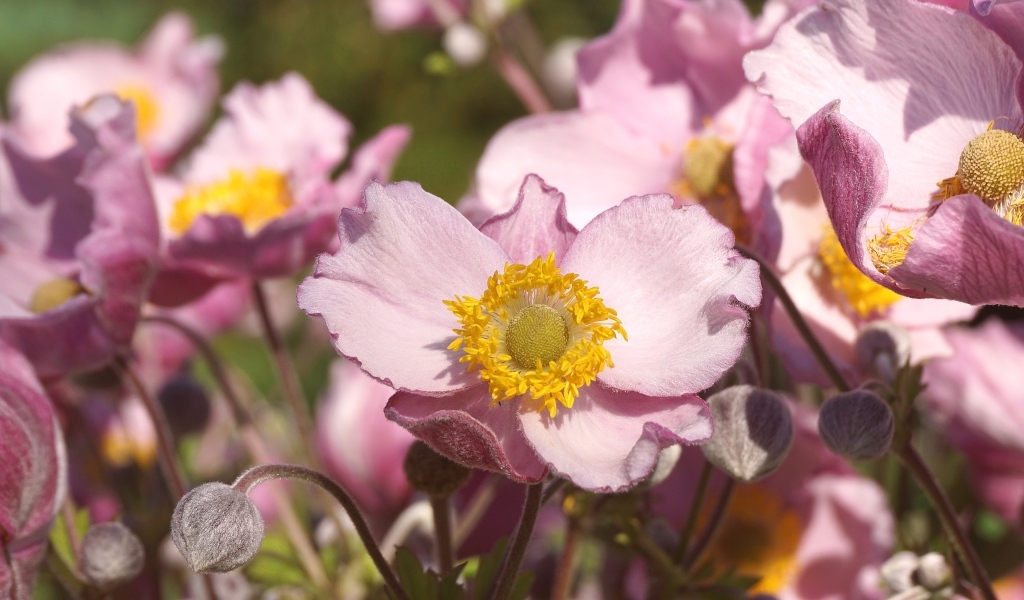 Нежные цветы анемона с бутонами крупным планом