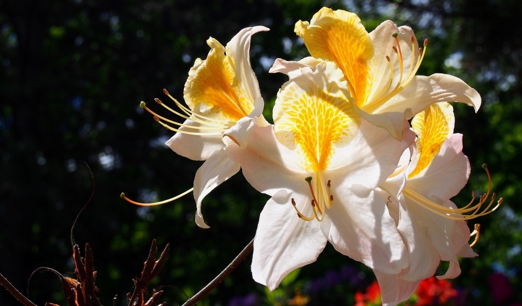 Нежные цветы азалия в лучах солнца