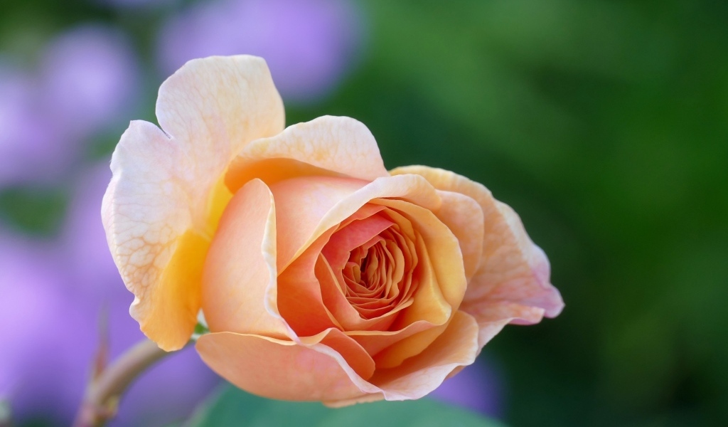 Нежная кремового цвета роза крупным планом