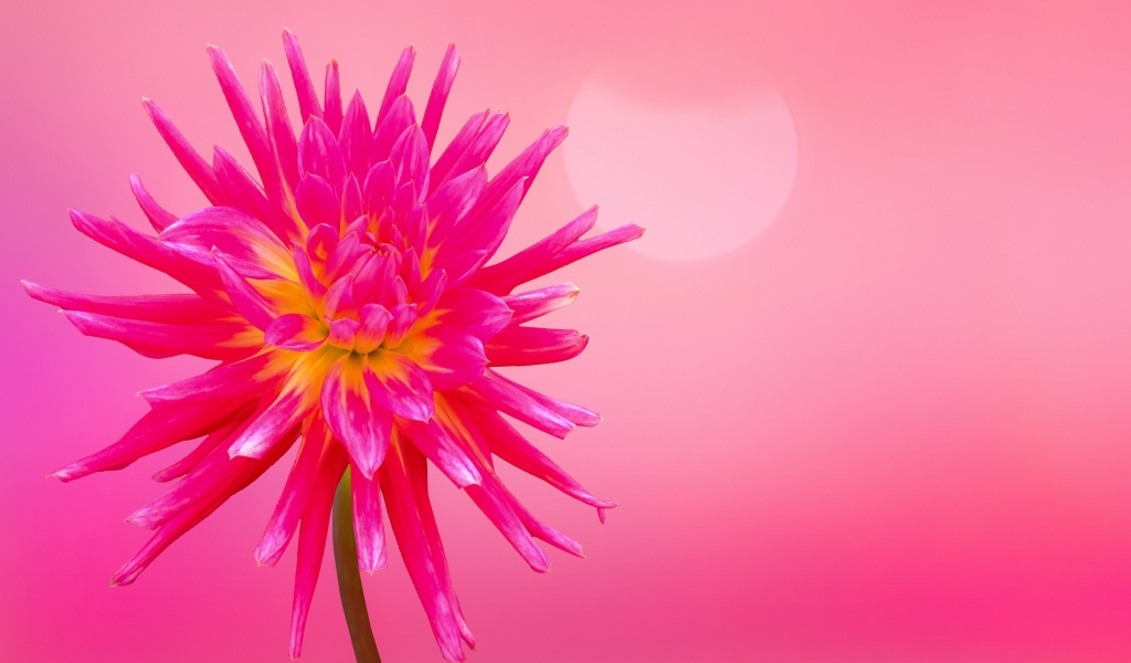 Нежный цветок георгина на розовом фоне