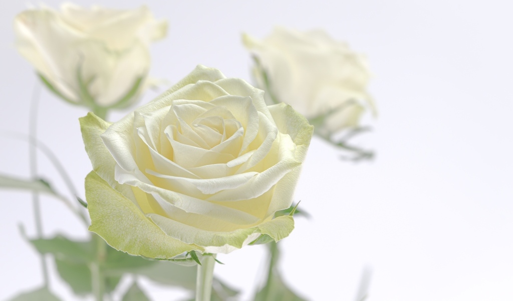 Нежный цветок ароматной белой розы крупным планом