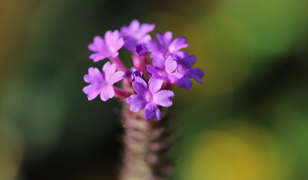 Нежный сиреневый цветок вербена жесткая