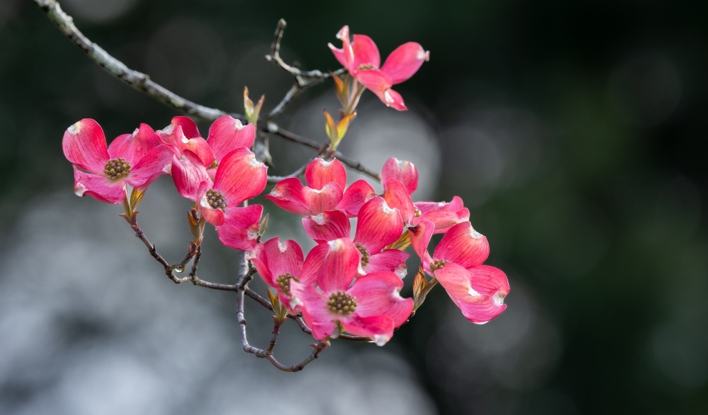 Нежные розовые цветы на ветке крупным планом