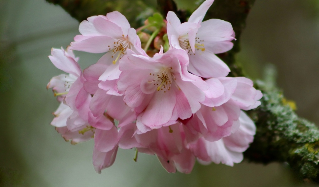 Нежные розовые цветы на ветке дерева вишни 