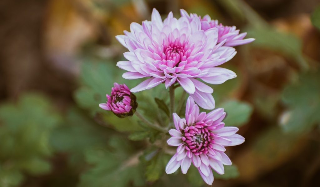 Нежная розовая садовая хризантема