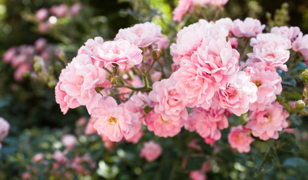 Нежные розовые садовые розы