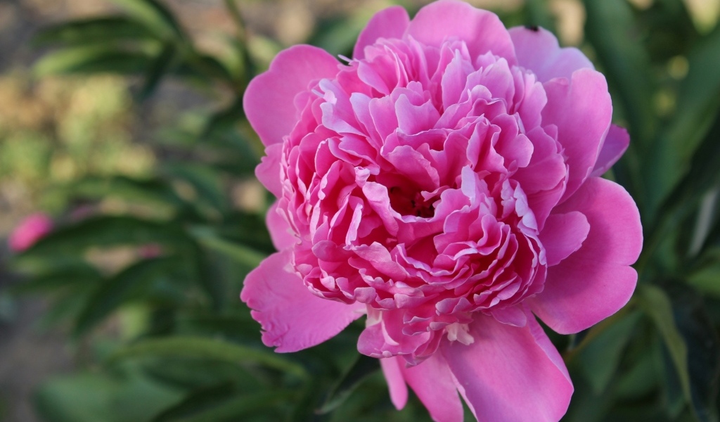 Нежный розовый пион на клумбе