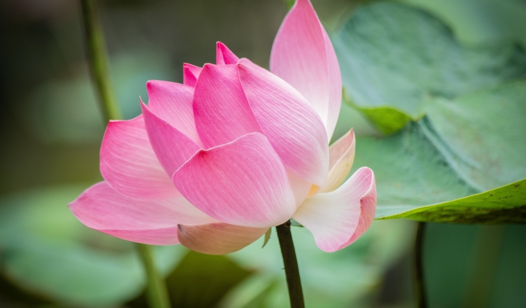 Нежные розовые лепестки красивого цветка лотоса